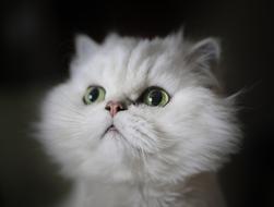 Cat Cute Downy
