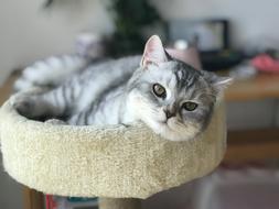 Cat Mammal Cute