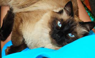 Cute Animals Pet