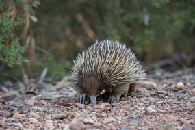 Echidna Monotreme Mammal