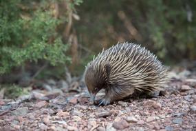 Echidna Monotreme Mammal