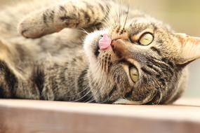 Animal Cat Portrait
