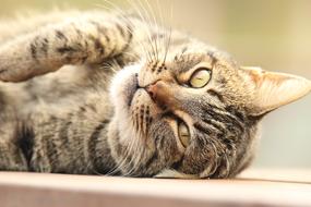 resting handsome cat