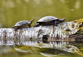 Turtles Reptile Tortoise Shell