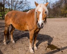 Mammal Horse Farm