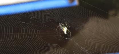 Spider Insect Nature