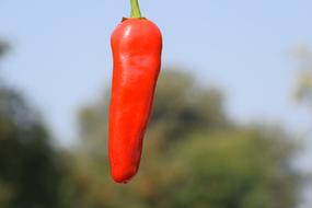 lone hot pepper