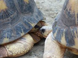 Turtles Kiss macro