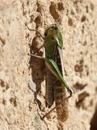Grasshopper Green