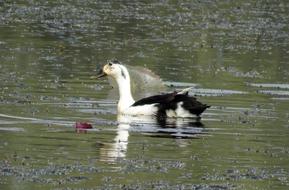 Bird Knob-Billed duck