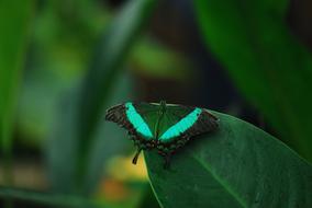 Insect Butterfly Nature