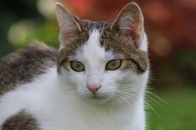brown and white cat with green eyes