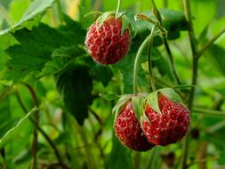 ripe raspberries on the bush