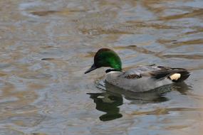Wild Bird Duck in Waters