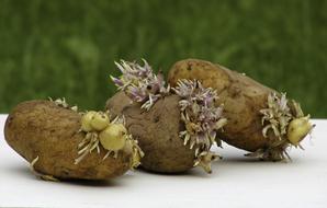 germinated dirty potatoes