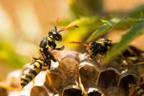 Closeup of wild wasps