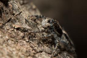 Jumping Spider Macro