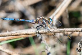 Dragonfly Emperor Macro