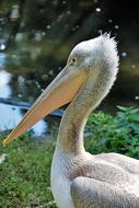 Pelikan Zoo Bill