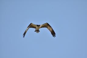 Animal Sky Bird Wild