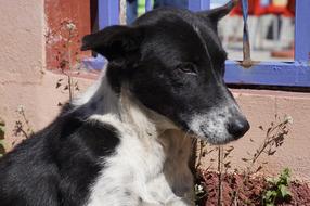 Dog Animalia Mammals