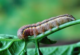 Caterpillar Insect Larva