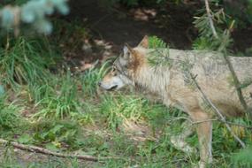 wild wolf in the woods