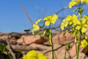 Formentera Bee Yellow