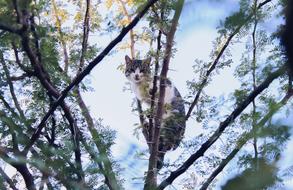 Cat Stuck Tree Blue