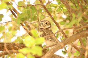 Owl Bird Hiding