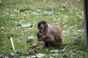 little monkey in the grass