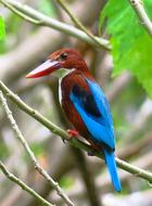 White Chest Kingfisher Bird