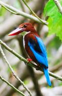 White Chest Kingfisher Bird