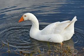 White Goose Water Bird photo