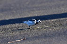 black and white bird on the pavement
