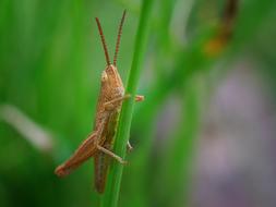 Grasshopper Insect Nature