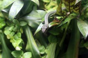 Snake Reptile Animal