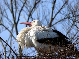 Stork Bird Nature