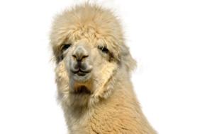 Isolated Animal Alpaca portrait