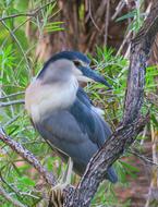 exotic Bird at Wildlife Nature