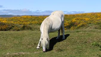 Dartmoor Pony Devon