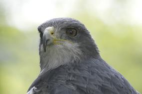 Fauna Bird Raptor