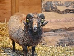 Sheep Bock Horns