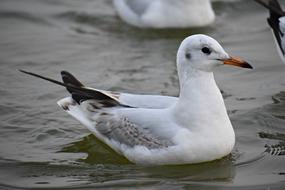 Seagull Bird Nature