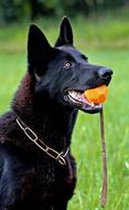 Black German Shepherd Dog Portrait