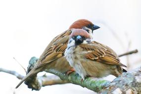 Bird Animal Wildlife
