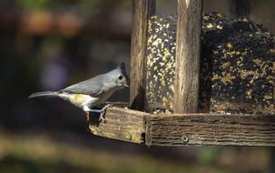 Bird Cute Tufted Titmouse