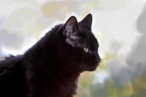 Cat Black Angora