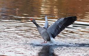 Bird Waters Animal World