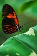 Butterfly Insect Nature